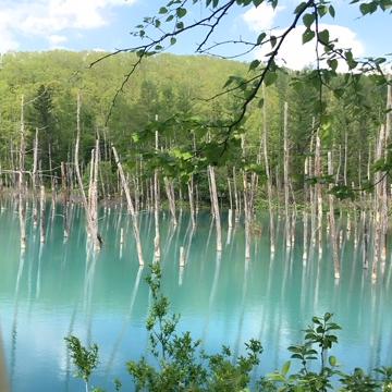 やっぱり最高！富良野・美瑛へ行ってきました！