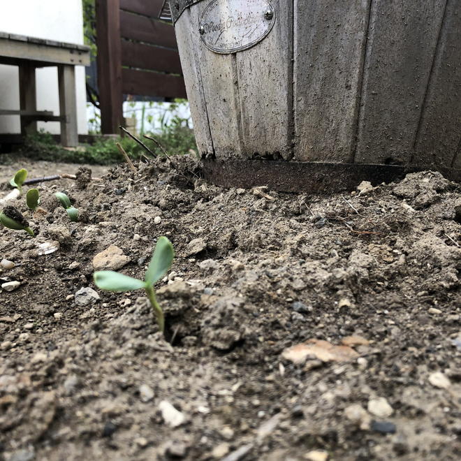 ひまわり植える準備をしました