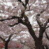 四季多彩法亀寺しだれ桜