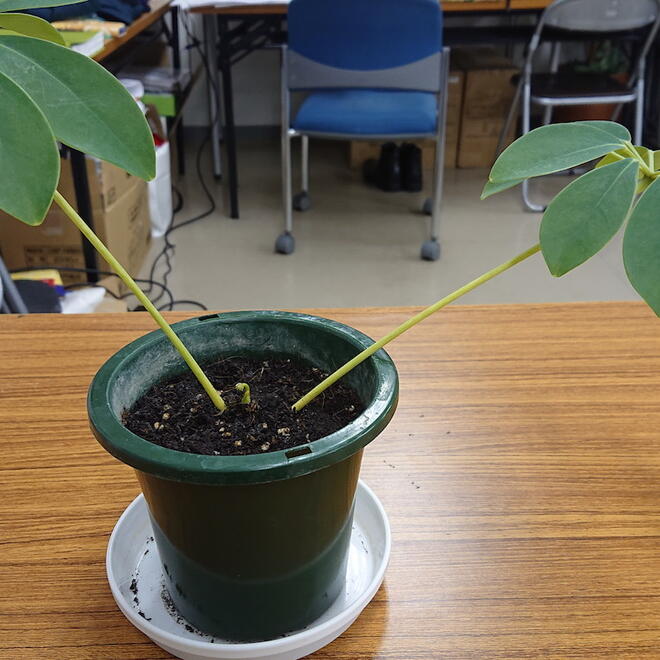 きらめく成長!　癒し系植物たち