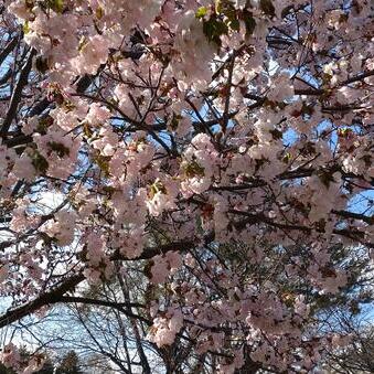 札幌も桜が咲き始めました。