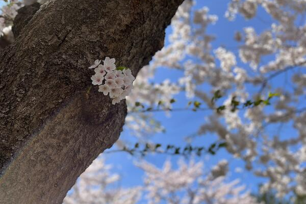 竹内建設のコラム 桜