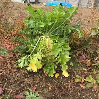 竹内建設のコラム そろそろ漬物を漬ける季節です