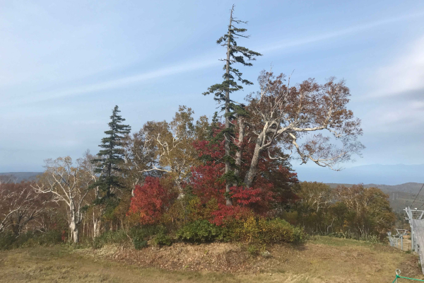 竹内建設のコラム ひと足早い　紅葉