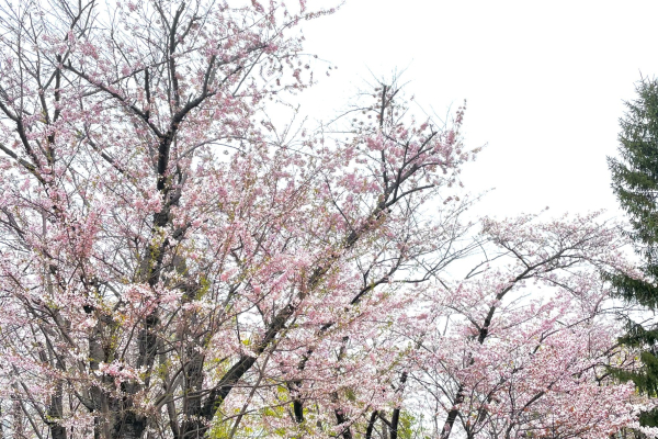 竹内建設のコラム いつもと違う道