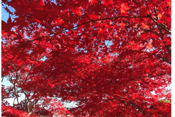 竹内建設のコラム あったかリフォームと紅葉。そしてオススメランチ