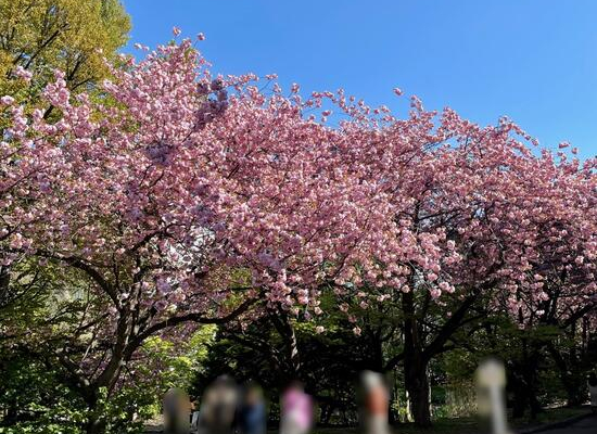 竹内建設のコラム 花ざかり(^^)