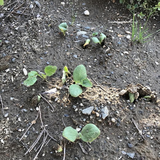 ことしの家庭菜園は