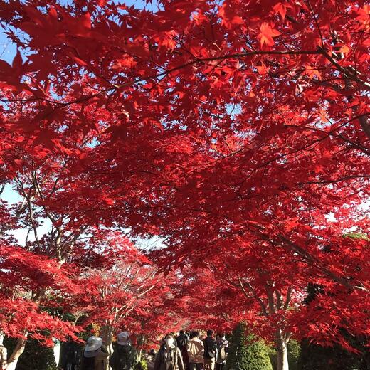 あったかリフォームと紅葉。そしてオススメランチ