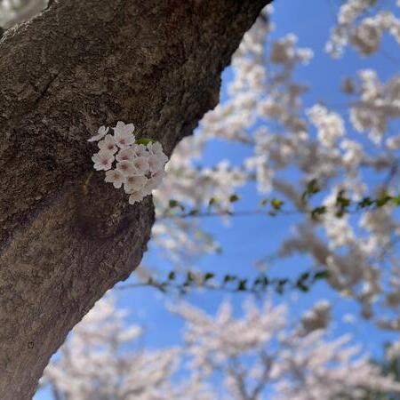 桜