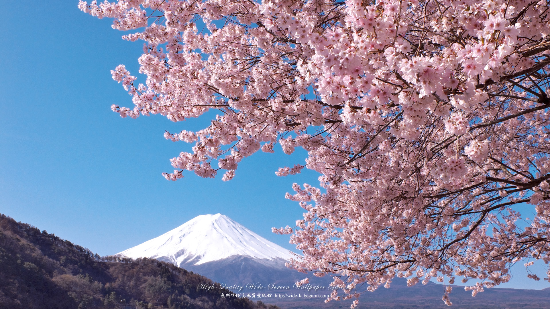 桜・富士山.jpg