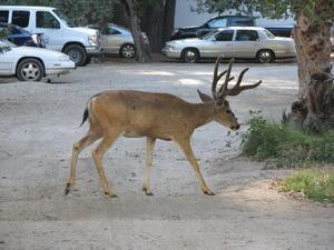 a-deer-in-the-parking.jpg